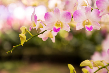 Fototapeta na wymiar Orchid Dendrobium pompadour