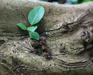 New top leaves sprouting from brown bark of old trunk