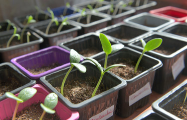 sprouts growing in little pots in a greenhouse