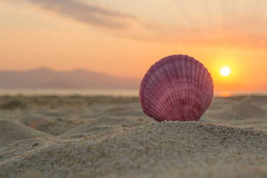Sea shell on the beach at sunset