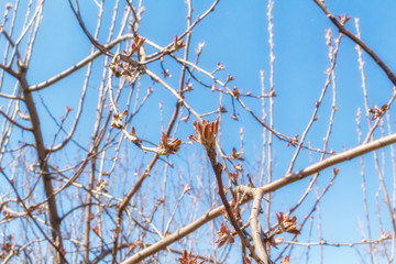 Spring branch with open buds close-up