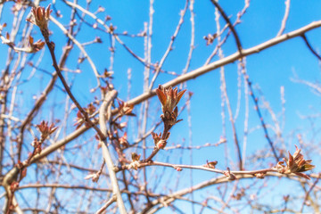 Spring branch with open buds close-up