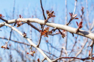 Spring branch with open buds close-up