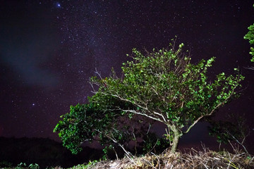 Trees against the night sky in the Philippines