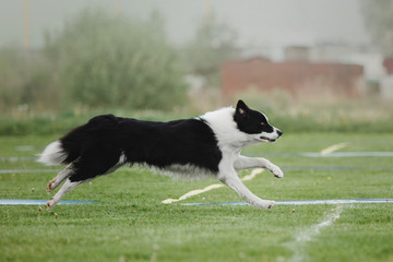 Fototapeta na wymiar Border collie dog playing at dog-frisbee