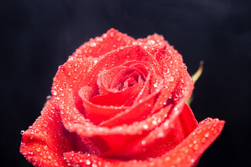 Close up of raind drops on red rose over black background