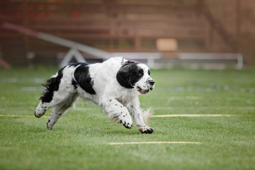 Dog catches a flying disc