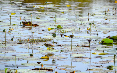 Impression of Sri Lanka