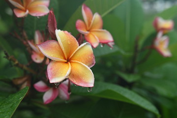 Fototapeta na wymiar beautiful frangipani perfume flower with water rain drop on petal in rainy morning day