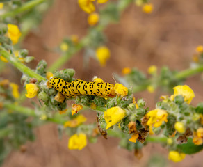 Mullein moth caterpillar