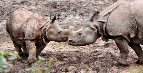 Fototapeta premium Beautiful image of One Horned Rhinoceros. Close up photo of an adult rhino and calf rhino. Amazing wildlife of a National Reserve. Wild powerful animals in National Parks. Wonderful landscape