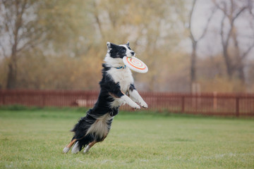 Border collie dog catches a flying disc