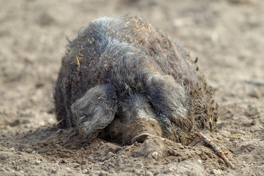 Mangalitza Wollschwein schlafend unter freiem Himmel