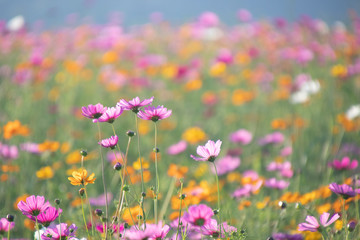 Obraz premium Pink and yellow cosmos flower field background.Beautiful cosmos flower natural garden in countryside.Flower field in summer concept.