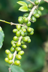 Coffee bean in coffee tree plantation.Fresh green and red berry of coffee in organic farm.