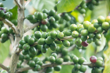 Coffee bean in coffee tree plantation.Fresh green and red berry of coffee in organic farm.