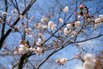 北本の桜