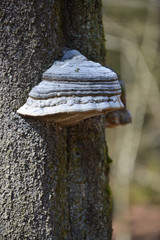 bois foret arbre environnement planète climat champignon parasite