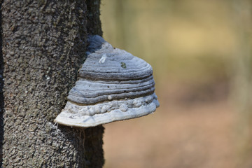 bois foret arbre environnement planète climat champignon parasite