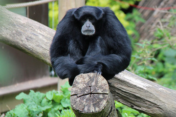Siamang