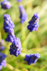 Muscari