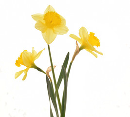 Narciccus closed up isolated on white