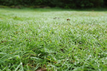water dew drop on green grass garden