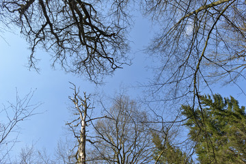 bois arbre foret planete mort
