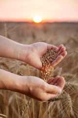 man pours wheat from hand to hand on the background of wheat field