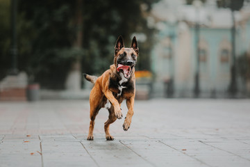 Belgian Shepherd dog (Malinois dog) at autumn park