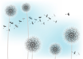 Illustration flowers dandelions and flying seeds on blue background