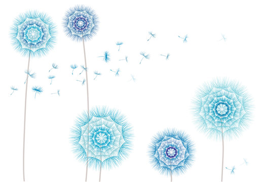 Vector floral illustration blue flowers dandelions and flying seeds