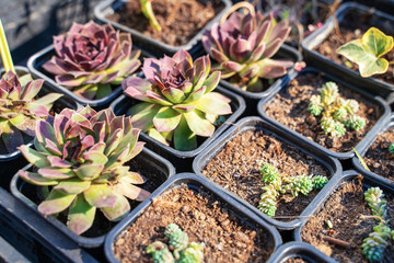 Many different cacti in flowerpots mix selling in flowers store, top view. Garden center with lot potted small cactus plants sale on flower market. Various succulent in pots retail