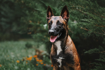 Belgian Shepherd dog (Malinois dog) at autumn park