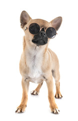 Fototapeta premium chihuahua in studio