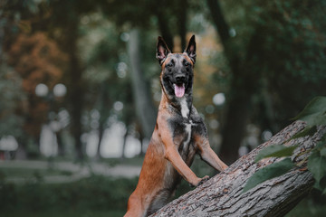 Belgian Shepherd dog (Malinois dog) at autumn park - obrazy, fototapety, plakaty