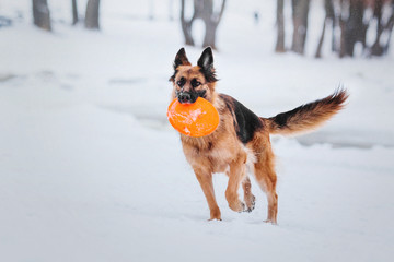German Shepherd dog in the snow