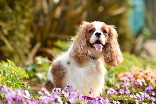 キャバリア の画像 1 812 件の Stock 写真 ベクターおよびビデオ Adobe Stock