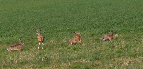 4 Feldhase im Hasenrevier in der Rammelzeit