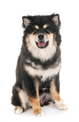 Finnish Lapphund in studio