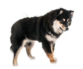 Finnish Lapphund in studio