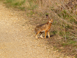 Feldhasen News am Schotter-Strassenrand