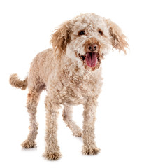 lagotto romagnolo in studio