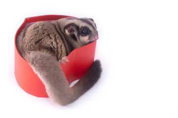 sugar glider with red gift box