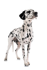 dalmatian in studio