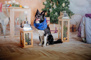 Fototapeta na wymiar Border collie dog posing at the Christmas decoration.