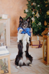 Fototapeta na wymiar Border collie dog posing at the Christmas decoration.
