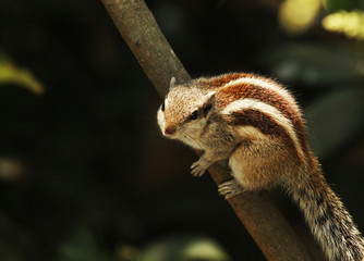 squirrel on tree