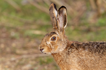 wild lebender Feldhase portrait seitlich