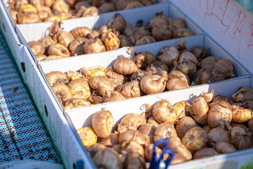 Tulip and gladiolus bulbs in flower market in box